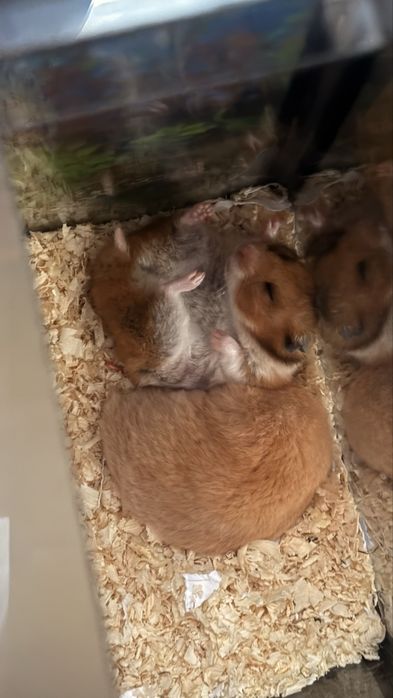 Джунгарский хомяк