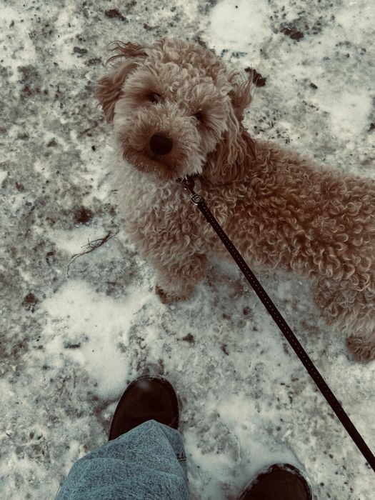 Собака Той пудель