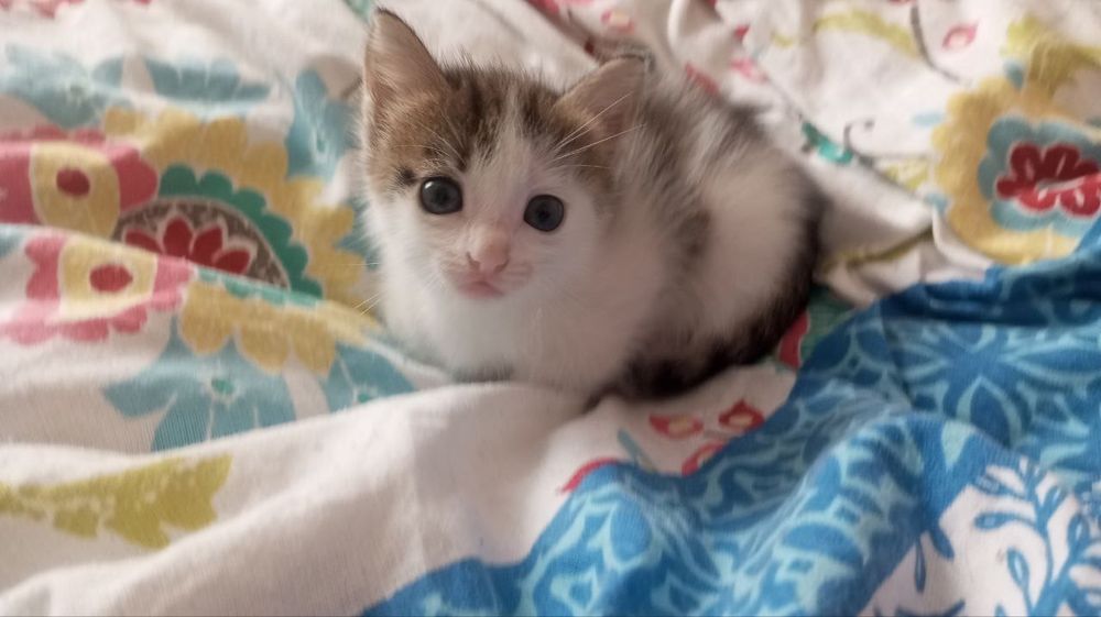 Котята 1,5 месяца