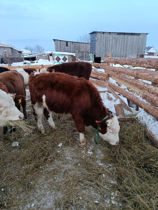 Продам 2ух бычков по 8мес