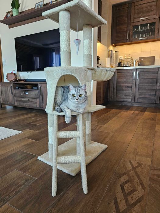 Котешка катерушка