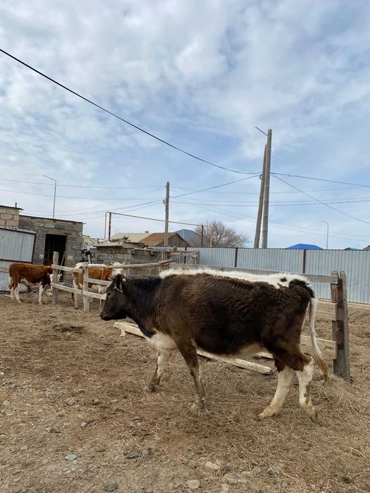 Құнажын буаз сиыр