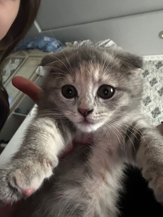 Mushuk bor 2yarim oylik scottish fold