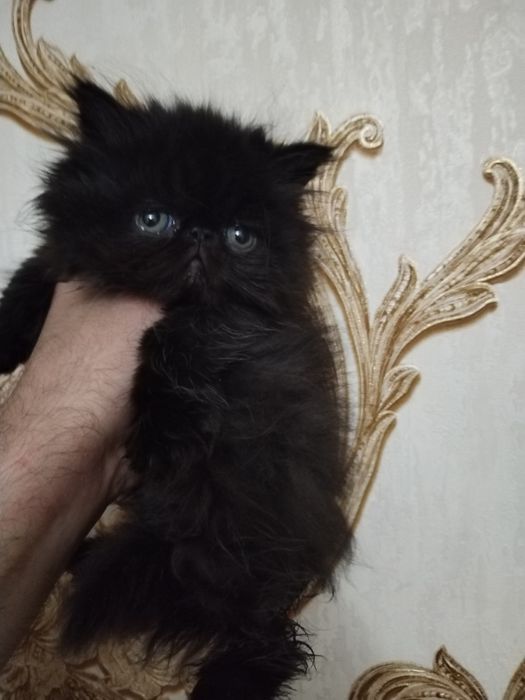 Персидские котята экстрималы