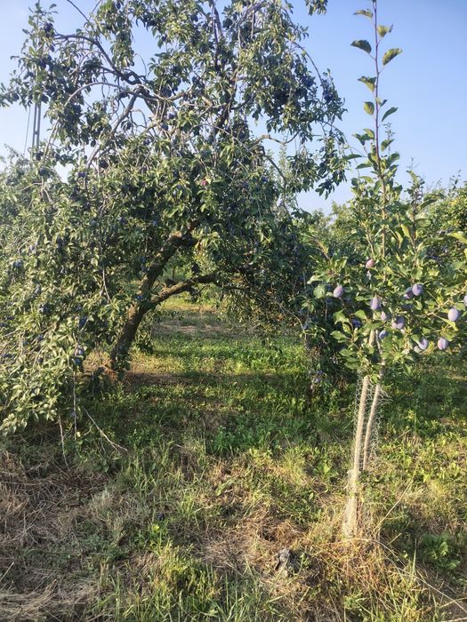 Prune pt țuică..