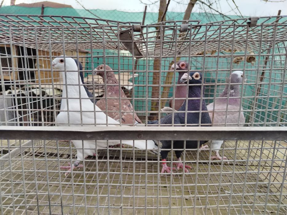 Voiajori stil vechii