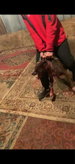 Продается сука питбуля