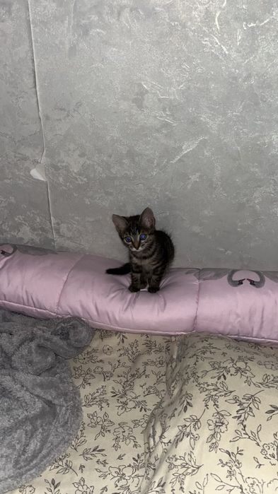Отдам котенка в добрые руки девочка 2 месяца