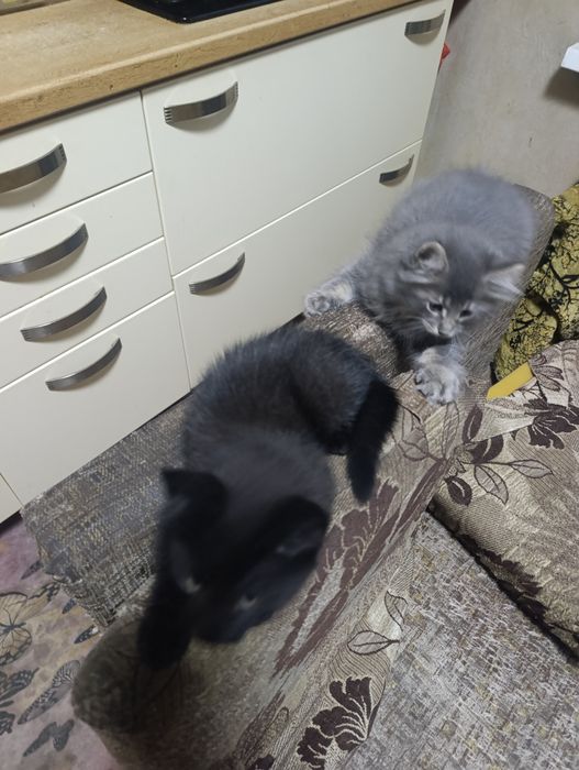 Котята ищут родителей