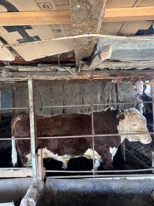 Simental Buqa sotiladi 700 kg