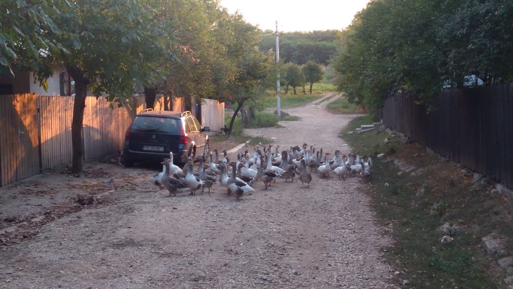 Vand gaste rasa comuna