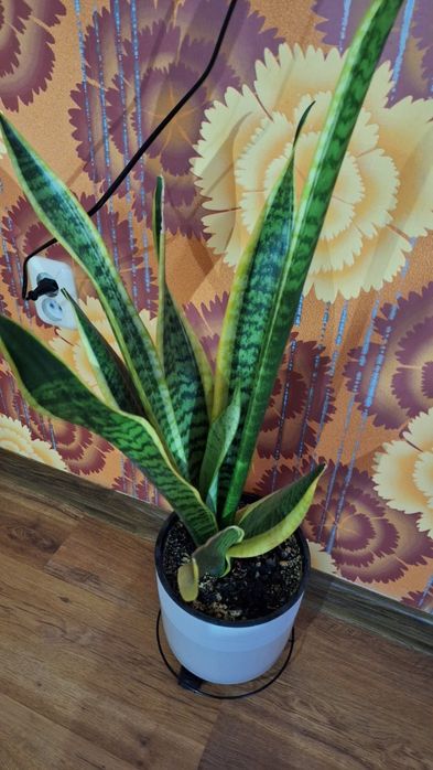 Продам домашние цветы