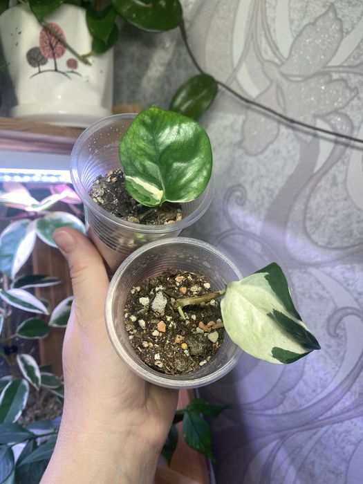 Клмнатные растения