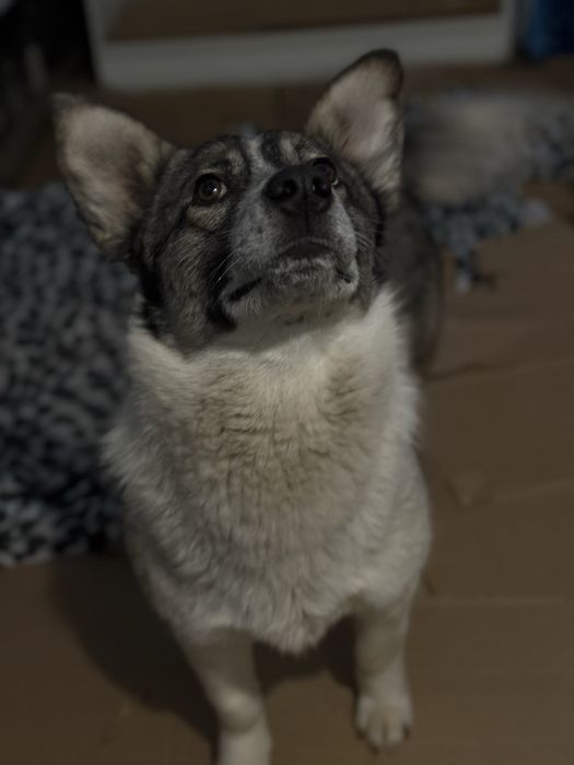 Джимбо ищет семью