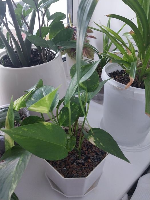 Продам комнатные цветы