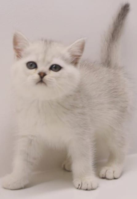 Бриташки очаровашки  зеленоглазые