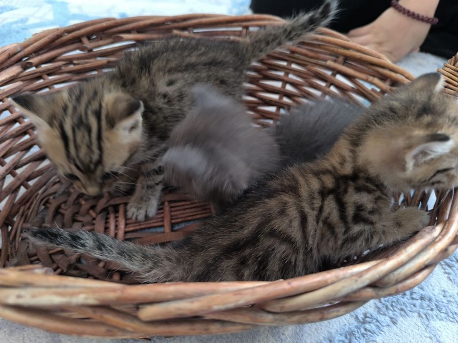 Милые котята бесплатно