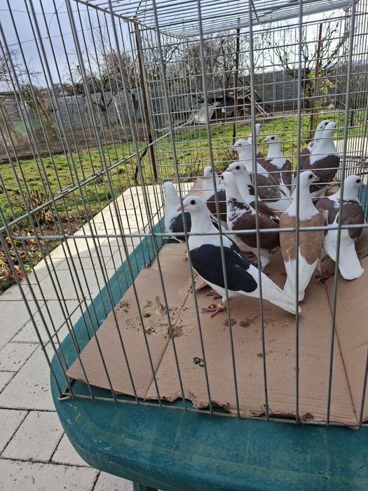 Vand porumbei voiajori capaciti si jucatori de Galati