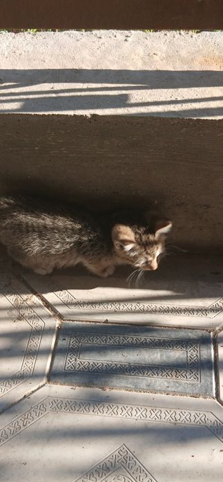 Отдадим котят в добрые руки