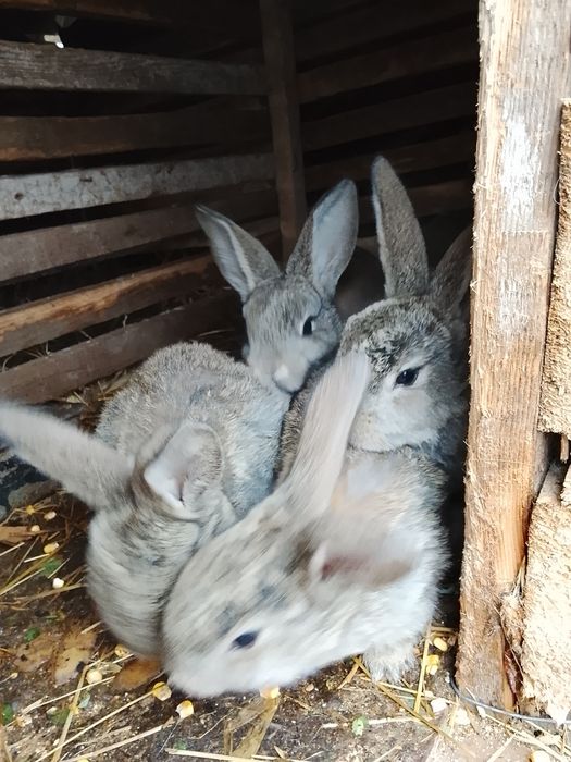 Vând iepuri talie mare și talie mica