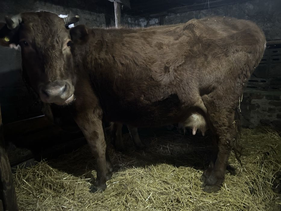 Продается корова стельная!!!