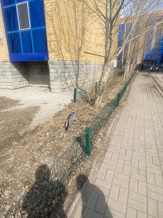 Кошка шотландский