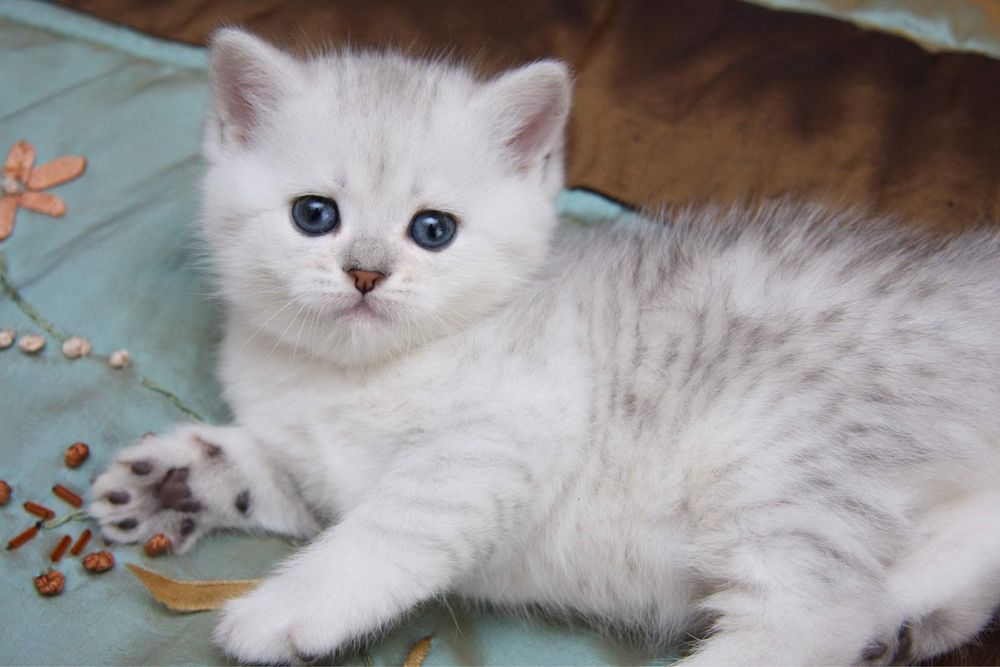 Продам серебристых шиншил