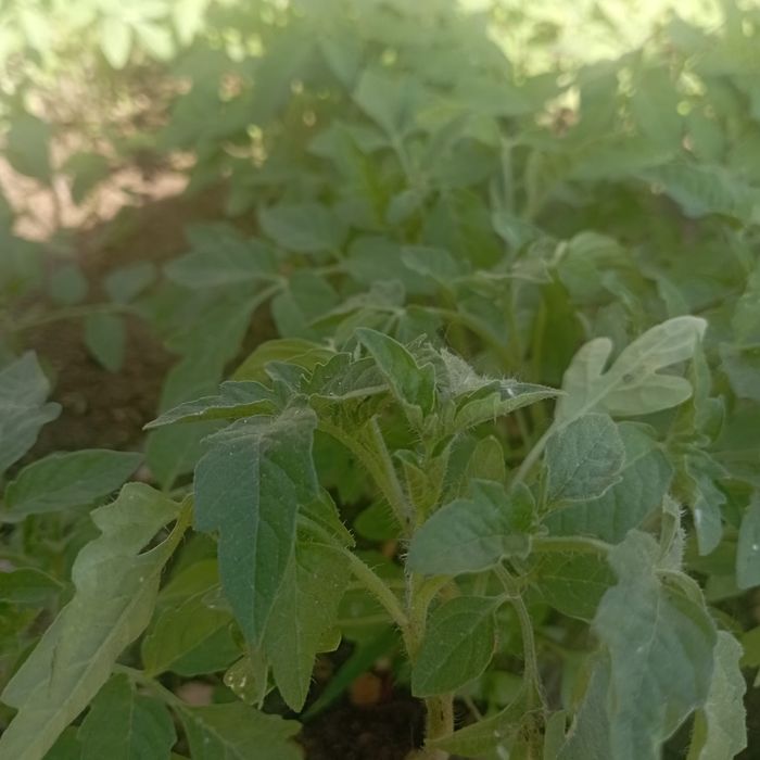 Продам рассаду помидор.