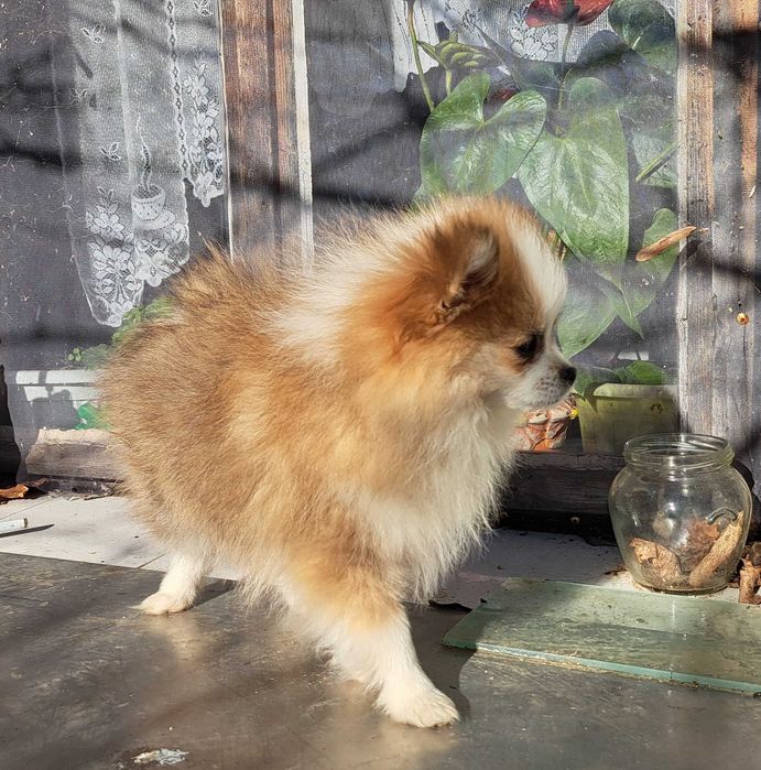 Уникално женско померанче