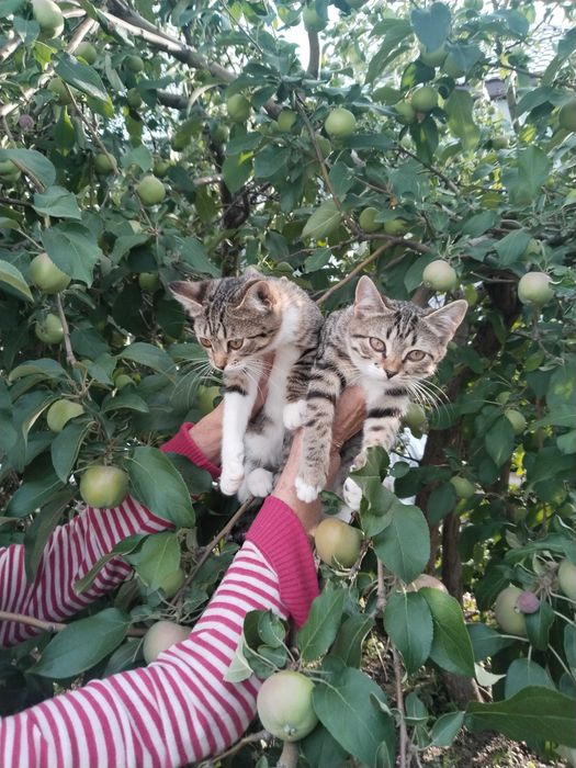 Отдам в добрые руки