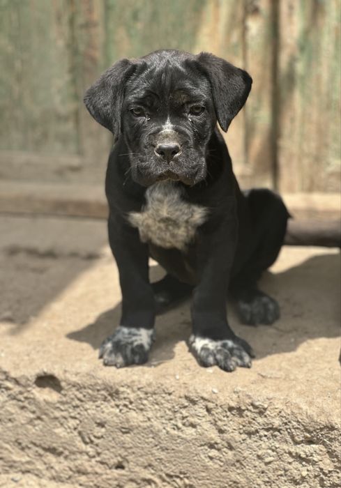 Femela Cane Corso black!