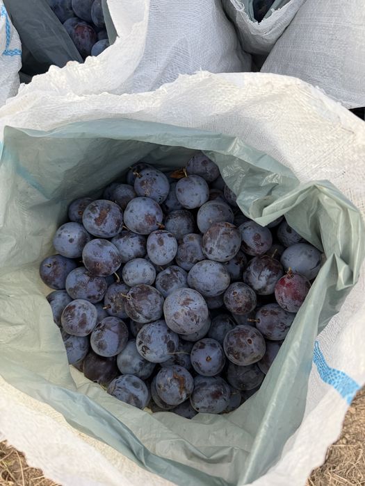 Prune de vanzare