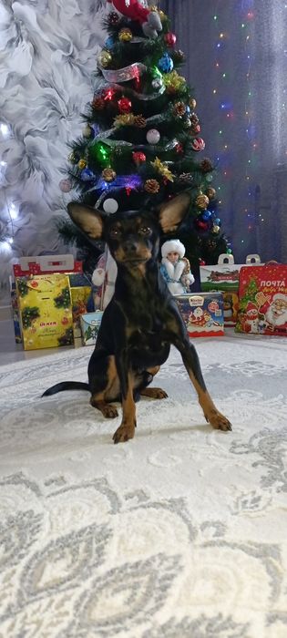 Вязка . Мальчик ищет спутницу.