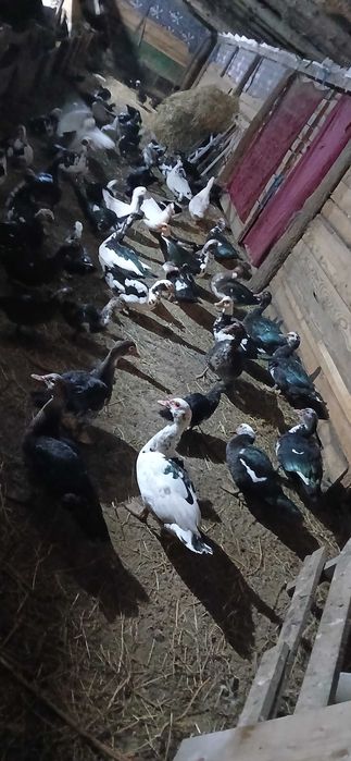 Rațe mute de vânzare, 70 lei bucata