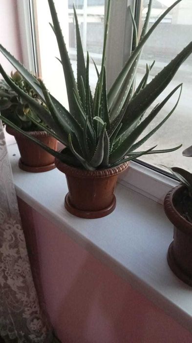 Алоэ гули сатылады бағасы келисемиз