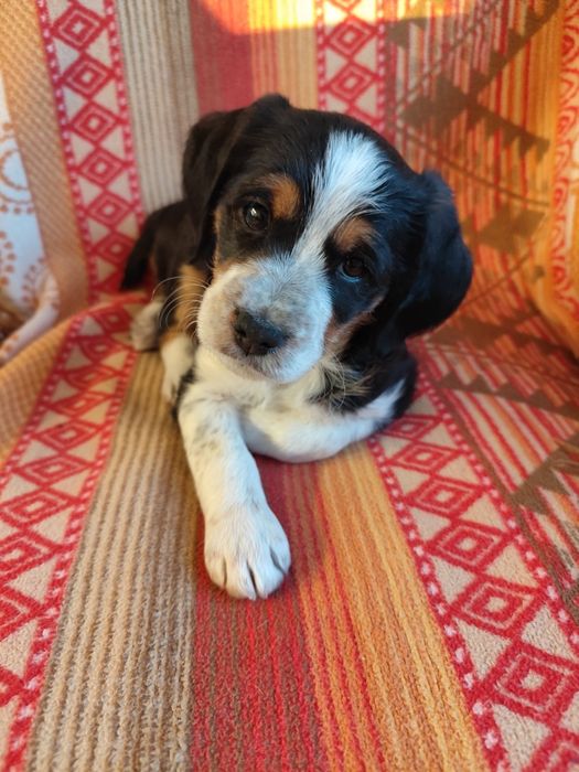 Красиво кученце бретон шпаньол