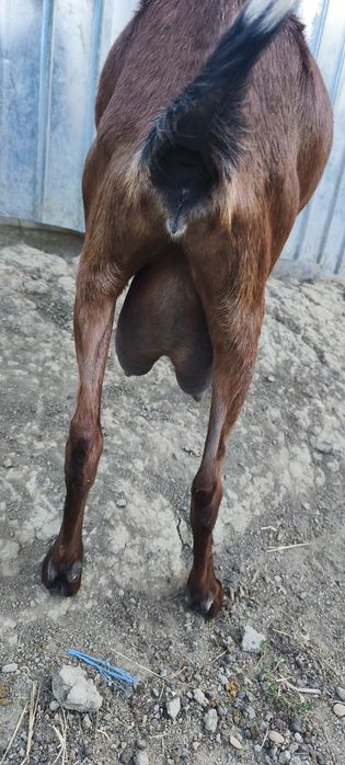 Capre de vânzare