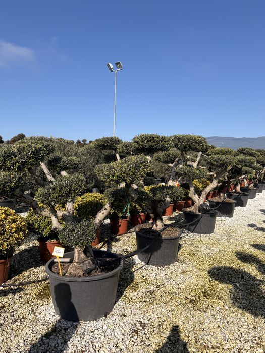 Bonsai din maslin (olea europaea) pin etc