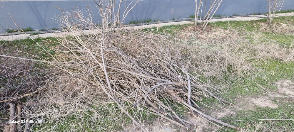 Дрова бесплатно! Отын тегін!