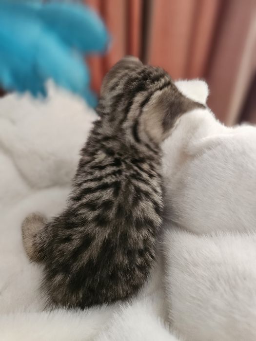 Британские малыши котята