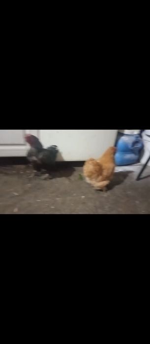 Кохин мекен сатылады
