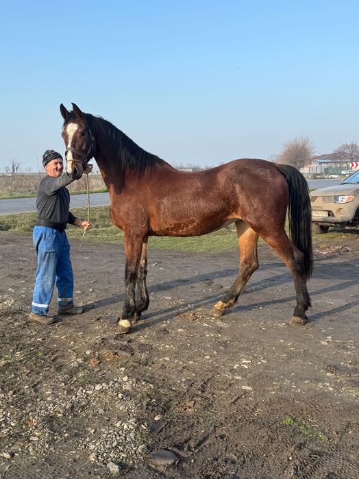 Iapă Kwpn vârstă 2.5 ani