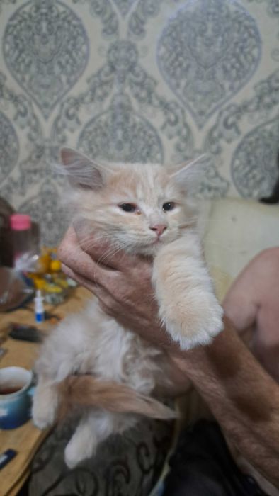 Отдадим в хорошие руки животных