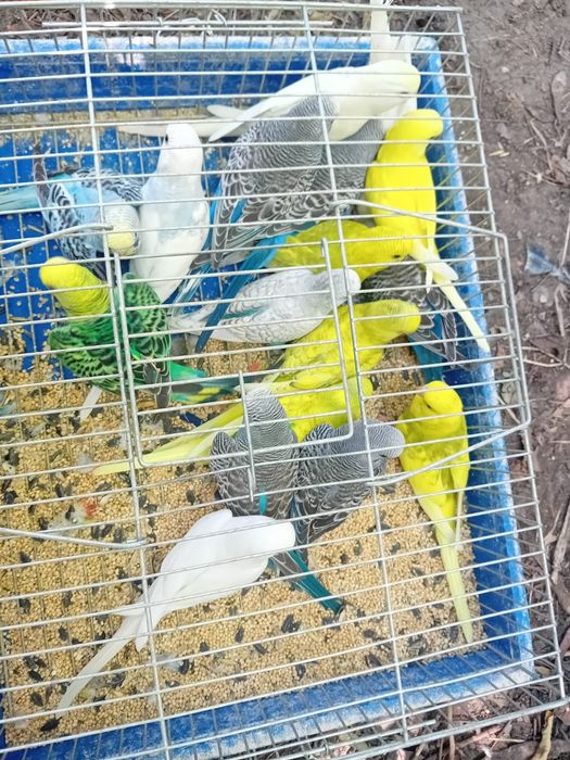 Vând păsări exotice