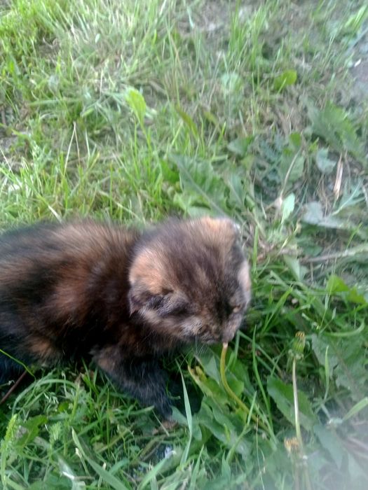 Продам вислаухую кошку
