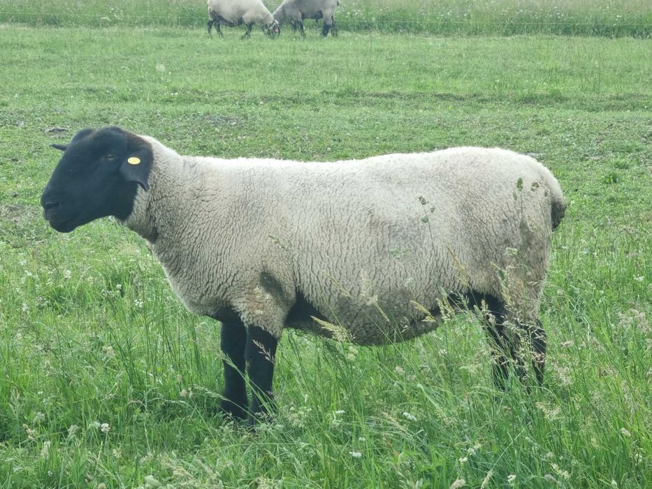 Lot de oi Suffolk