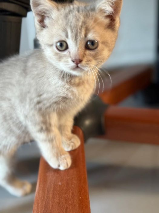 Продаю 4х котят.
