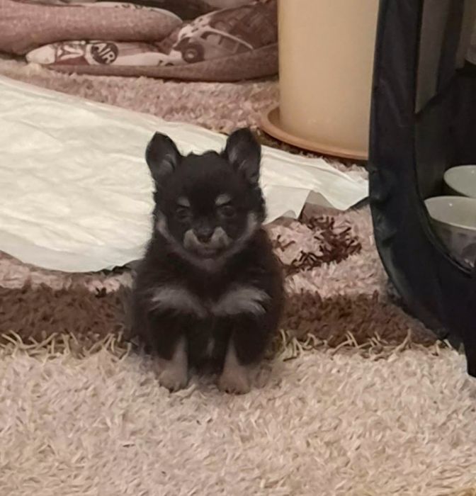 Щенок чихуахуа продам