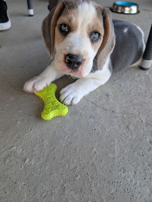Mascul Beagle blue