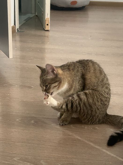 Кошка,отдам в хорошие руки